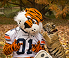 Auburn and Missouri students team up with 'Tigers for Tigers'