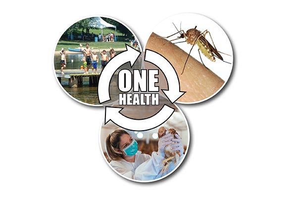 Graphic showing people, a mosquito and poultry