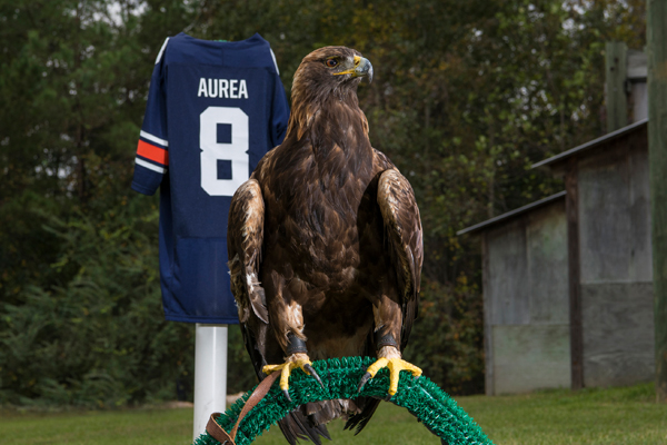 auburn war eagle
