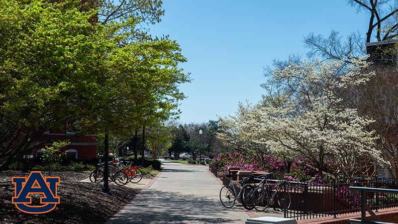 A view of campus during the spring