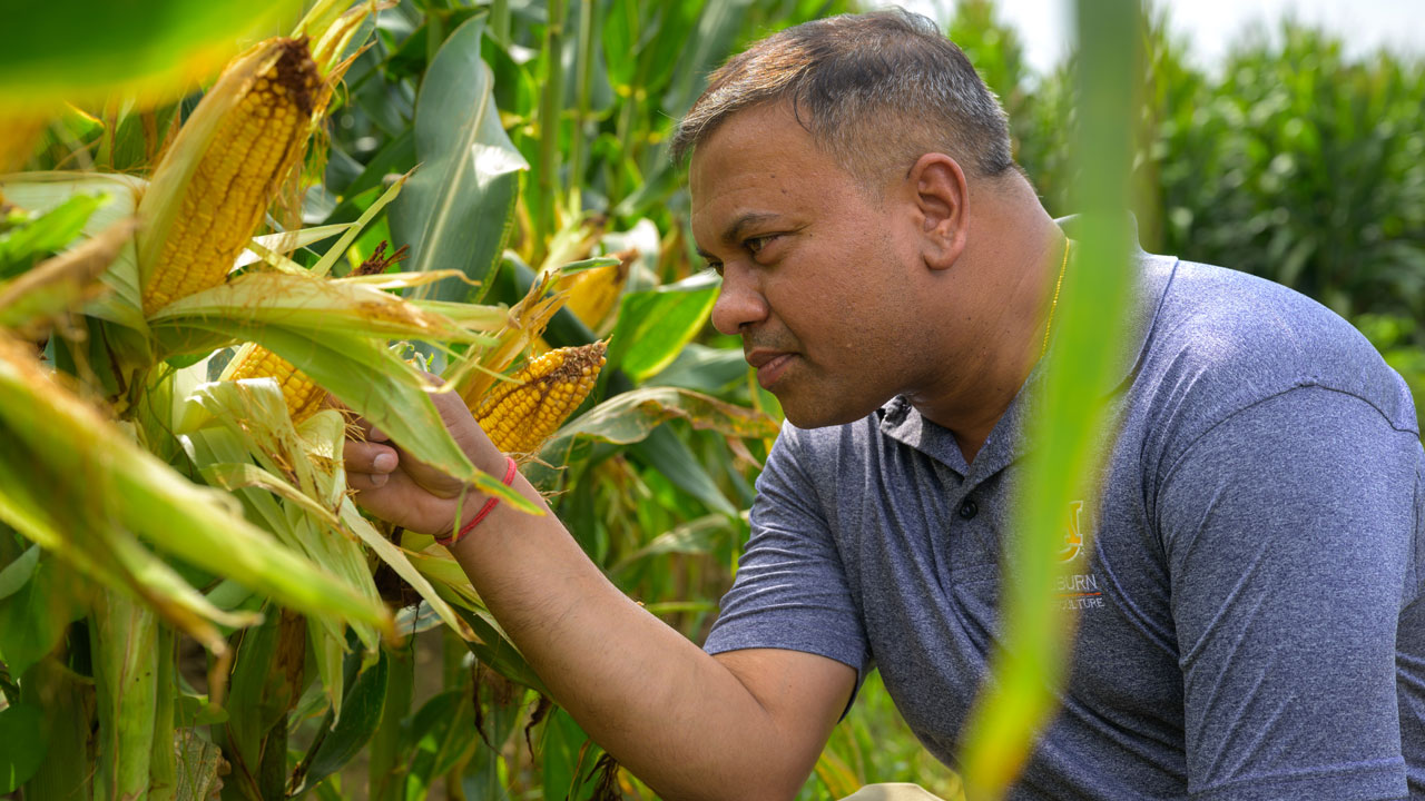 A man examines a corn stalk