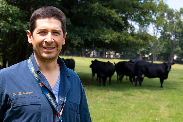 Dr. Manuel Chamorro stands near cattle.