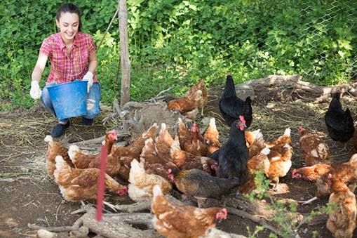 A woman feeds chickens