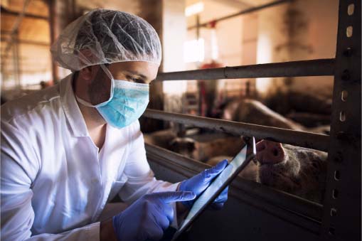 Veterinarian in protective clothing working with swine