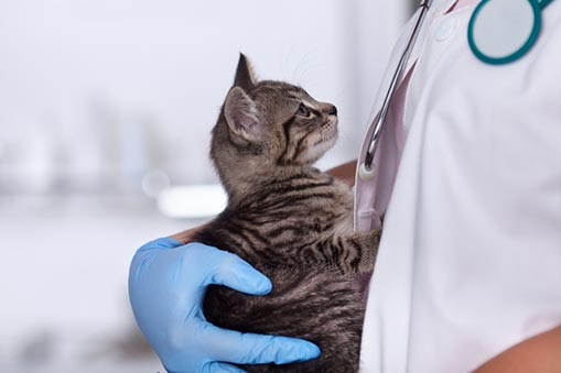 A veterinarian holds a kitten