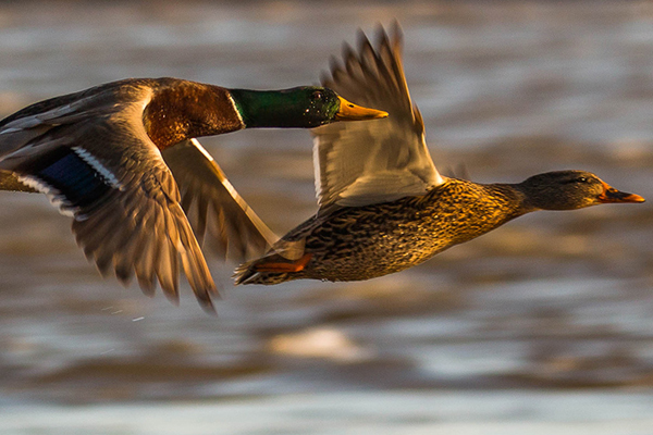 Ducks flying over water.