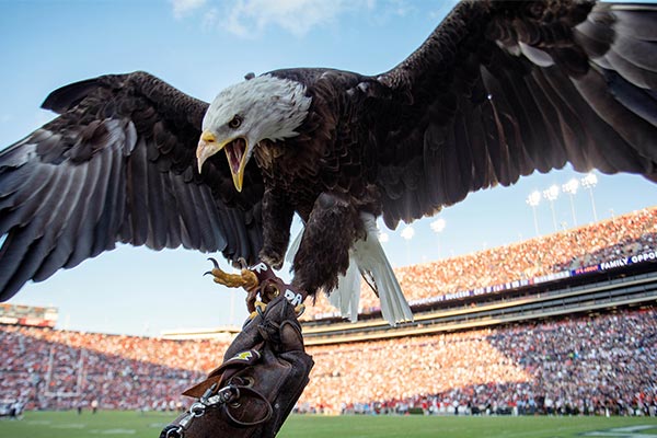 Auburn war eagle entrance returns to Tigers football games in 2021