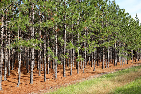 A group of pine trees.