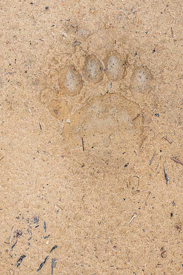 A bear foot print in the dirt