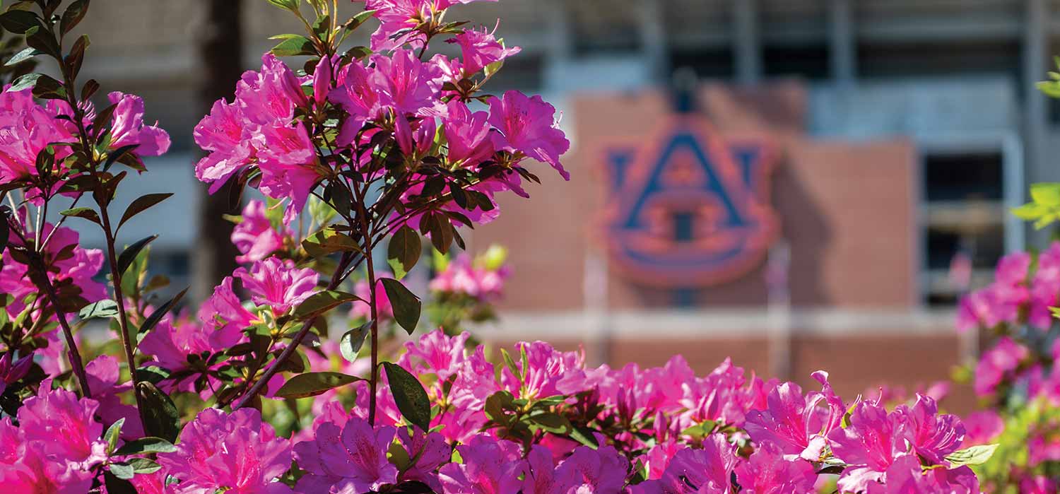Pink flowers with the AU logo blurred in the background