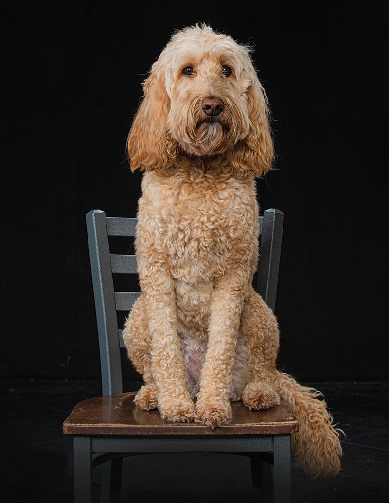 A dog sits in a chair
