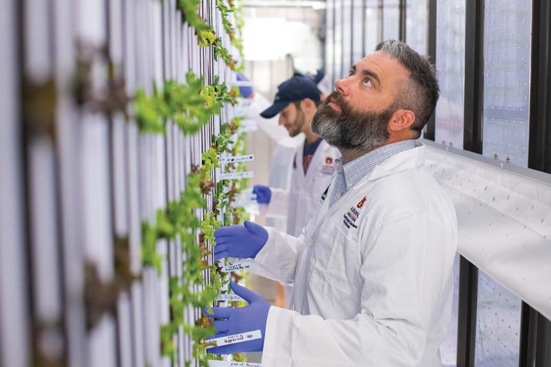 Dr. Daniel Wells inspects lettuce plants