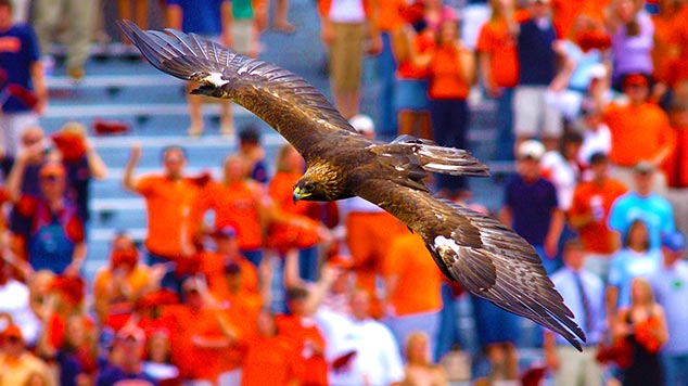 One of Auburn University's eagles is shown flying before a football game.